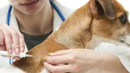 Tarım ve Orman İl Müdürlüğünden Mikroçip Uyarısı