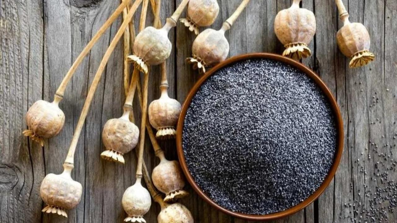 TMO’dan Haşhaş Üreticilerine Yeni Düzenleme Sinyali