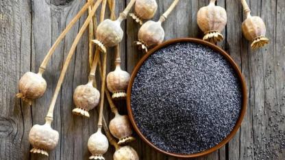 TMO’dan Haşhaş Üreticilerine Yeni Düzenleme Sinyali