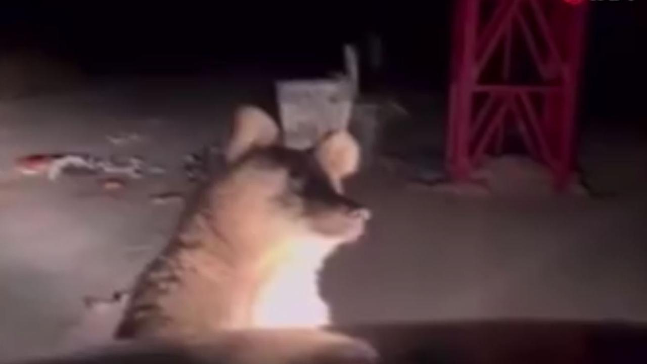 Uludağ’da Ayıyı Eliyle Beslemek İsteyen Vatandaş Ölümden Döndü