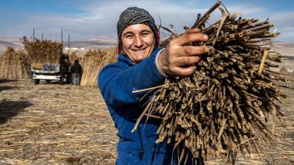 Afyon’da Eber Gölü havzasında kamış kesim sezonu başladı