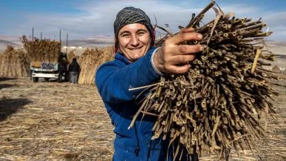 Afyon’da Eber Gölü havzasında kamış kesim sezonu başladı