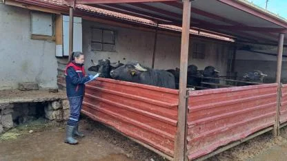 Afyonkarahisar’da Anadolu Mandası Sayımları Tamamlandı