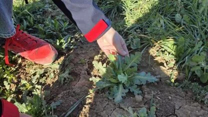 Afyonkarahisar’da Haşhaş Ekili Alanlar Yerinde İncelendi