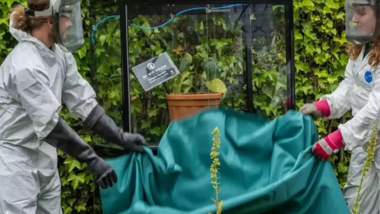 Dokunanın hayatını karartıyor: Dünyanın en acı verici bitkilerinden biri