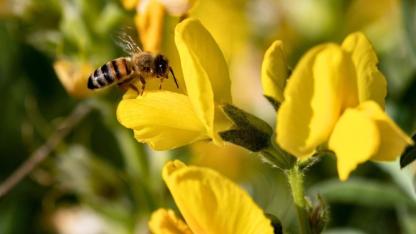 Dünyanın Gözü Üzerinde: Eber’in "Sarı Mirası" Koruma Altında