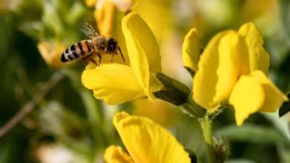 Dünyanın Gözü Üzerinde: Eber’in "Sarı Mirası" Koruma Altında