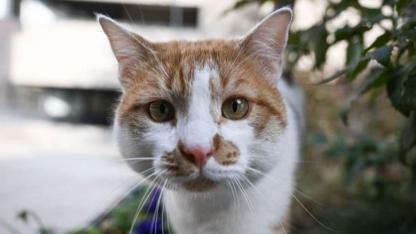 Evcil Hayvan Sahipleri İçin Kritik Tarih!