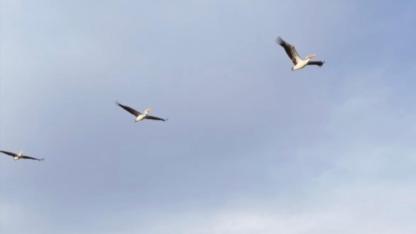 Göç Takvimi Değişti: Pelikanlar Bu Kez Afyon’da Görüldü