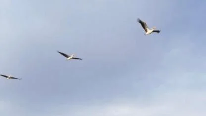 Göç Takvimi Değişti: Pelikanlar Bu Kez Afyon’da Görüldü