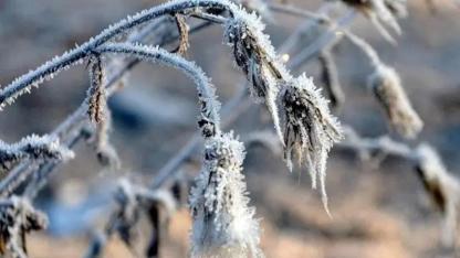 Meteoroloji'den Aydın'a Zirai Don Uyarısı: Sıcaklıklar Eksi 3 Dereceye Kadar Düşebilir!