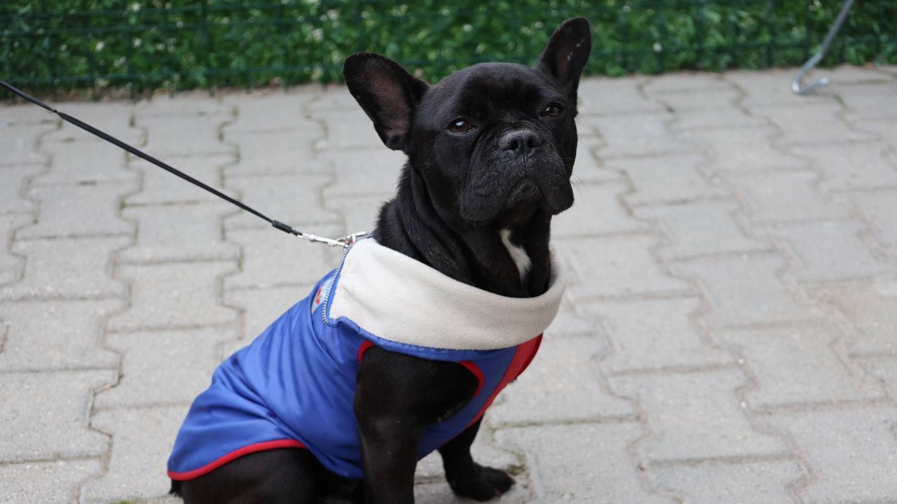 Patili Dostlar İçin "Dijital Kimlik" Vakti: Afyonkarahisar'da Son Gün 31 Aralık!