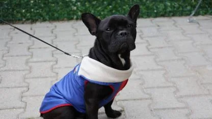 Patili Dostlar İçin "Dijital Kimlik" Vakti: Afyonkarahisar'da Son Gün 31 Aralık!