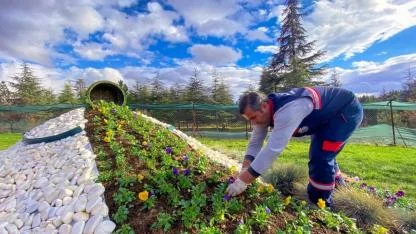 Afyonkarahisar Belediyesi Kışlık Çiçek Dikim Çalışmalarını Tamamladı