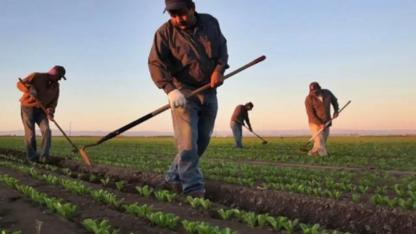 Çiftçi Destek Ödemeleri  Hesaplara Yatıyor: Bakan Yumaklı Tarihi Açıkladı!