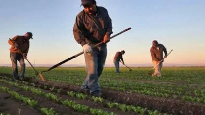 Çiftçi Destek Ödemeleri  Hesaplara Yatıyor: Bakan Yumaklı Tarihi Açıkladı!