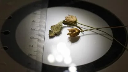 Doğa Yürüyüşünde Keşif: Anadolu'nun Biyoçeşitliliğine Yeni Bir Türler Halkası Eklendi!