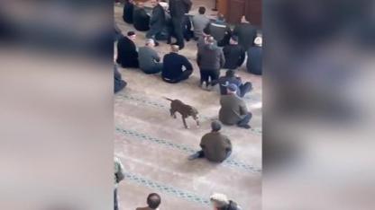 Camide Başıboş Gezen Pitbullun Sahibine Adli ve İdari İşlem Uygulandı