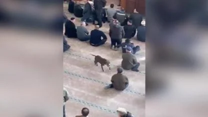 Camide Başıboş Gezen Pitbullun Sahibine Adli ve İdari İşlem Uygulandı