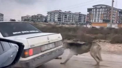 Vicdanları Yaralayan Görüntü: Köpeği Aracın Arkasına Bağlayarak Sürükledi