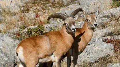 Yaban Koyunu  Afyonkarahisar’da Çoğalıyor