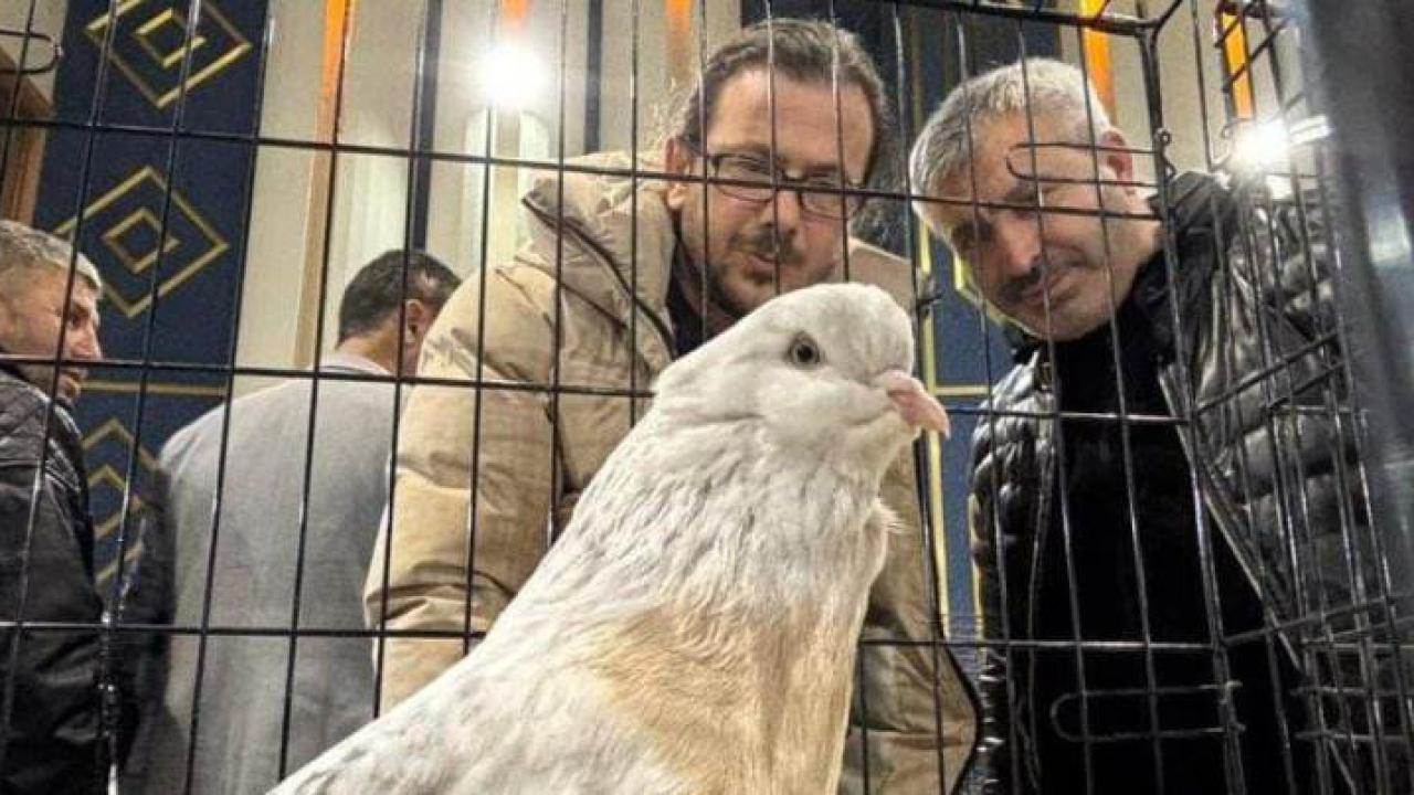 7 Milyonluk Kanatlar Görücüye Çıktı!