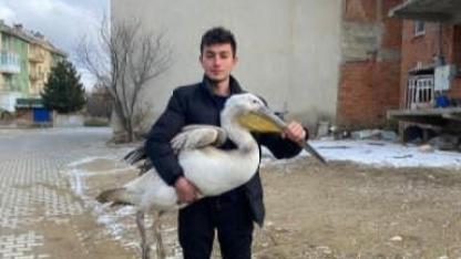 Afyon'da Bulunan Pelikan Koruma Altında