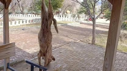 Afyon’da Öldürülen Köpekle İlgili Çok Yönlü Soruşturma