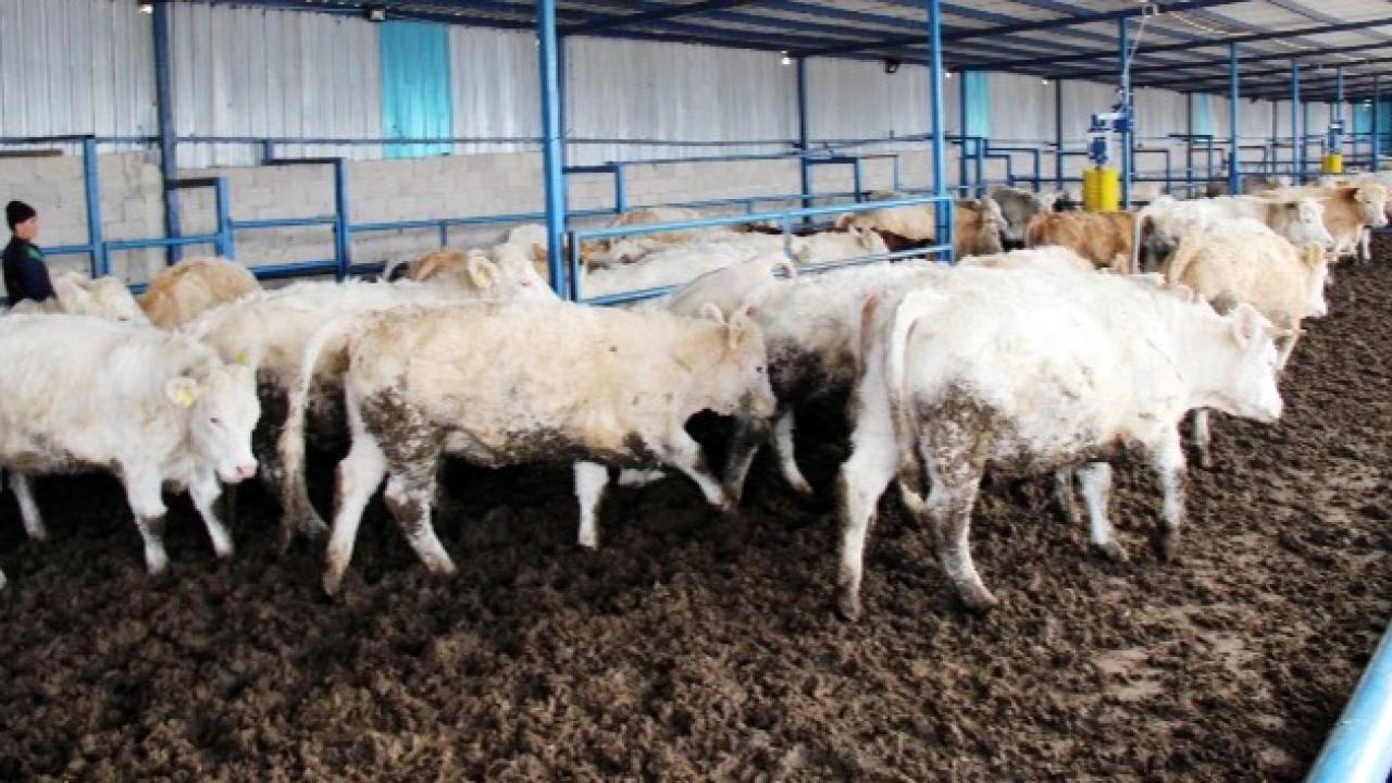 Afyonkarahisar'da Besiciye İthalat Duyurusu