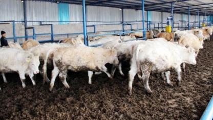 Afyonkarahisar'da Besiciye İthalat Duyurusu