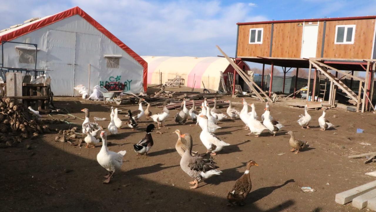 Afyonkarahisar'da Kaz Yetiştiriciliği Köyün Geçimi Oldu