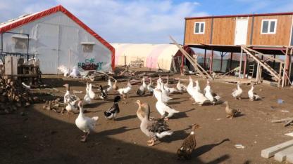 Afyonkarahisar'da Kaz Yetiştiriciliği Köyün Geçimi Oldu