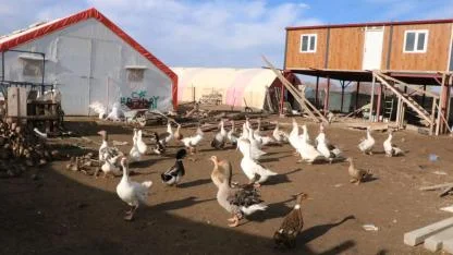 Afyonkarahisar'da Kaz Yetiştiriciliği Köyün Geçimi Oldu