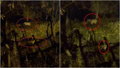 Diyarbakır'da Kurt Alarmı: Yoğun Kar Sonrası Aç Kalan Sürüler Yerleşim Yerlerine İndi!