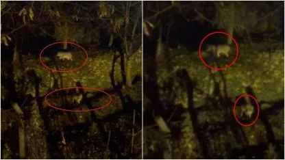 Diyarbakır'da Kurt Alarmı: Yoğun Kar Sonrası Aç Kalan Sürüler Yerleşim Yerlerine İndi!