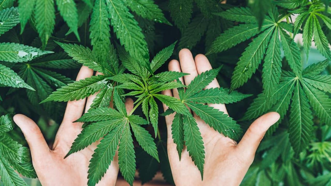 O 21 İlde Artık Kenevir Üretilebilecek! Resmi Gazete’de Yayımlandı