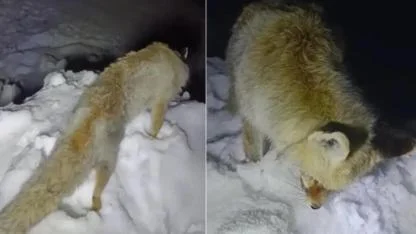 Yıllardır Anlatılan Efsane Gerçek Oldu: Tilki Ayakta Dondu