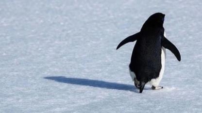 Nihilist Penguen Olayı Nedir? Sosyal Medyada Gündem Olan “Sürüden Ayrılan Penguen” Ne Anlatıyor?