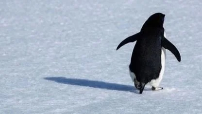 Nihilist Penguen Olayı Nedir? Sosyal Medyada Gündem Olan “Sürüden Ayrılan Penguen” Ne Anlatıyor?