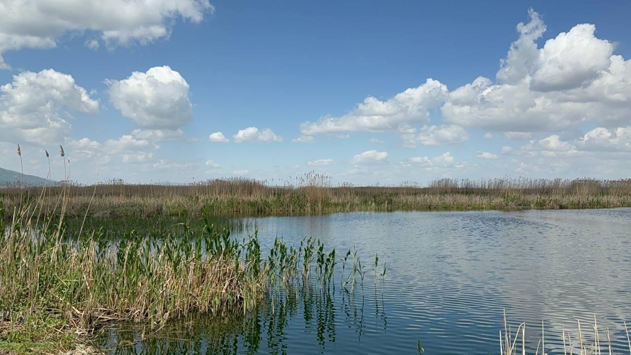 Yağışlar Eber Gölü'ne Can Suyu Oldu, Kiraz Üreticisinin Yüzü Güldü