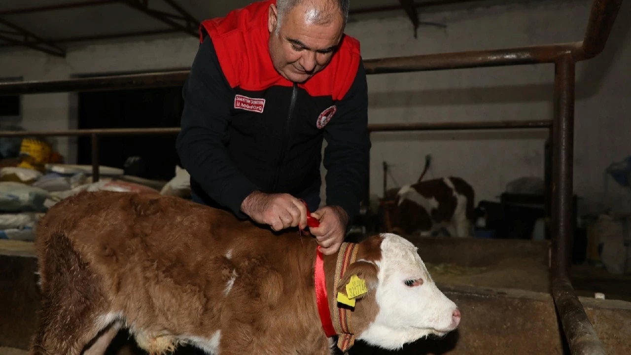 Yeni Yılın İlk Dakikalarında Doğan Buzağıya Altın Takıldı