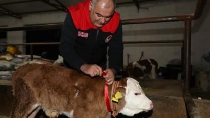 Yeni Yılın İlk Dakikalarında Doğan Buzağıya Altın Takıldı