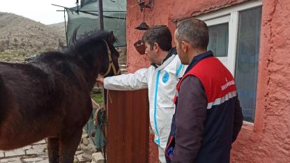 Afyonkarahisar’da tek tırnaklı hayvan sağlığı kontrol edildi