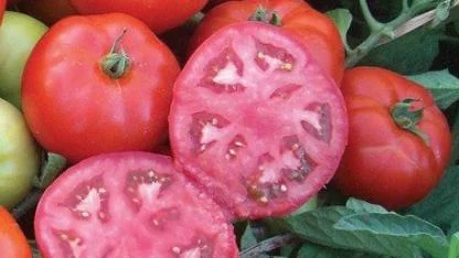 Ankara’dan Dünya’ya Coğrafi İşaretli Domates