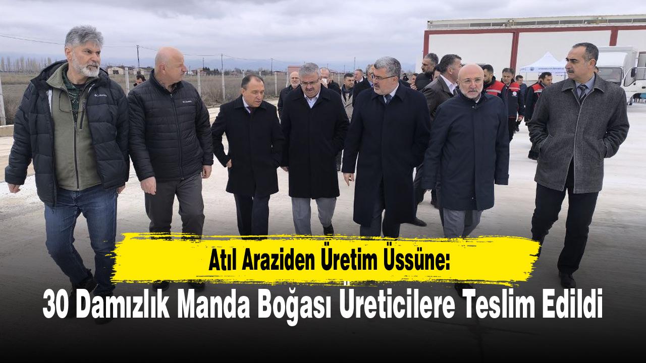 Atıl Araziden Üretim Üssüne: 30 Damızlık Manda Boğası Üreticilere Teslim Edildi