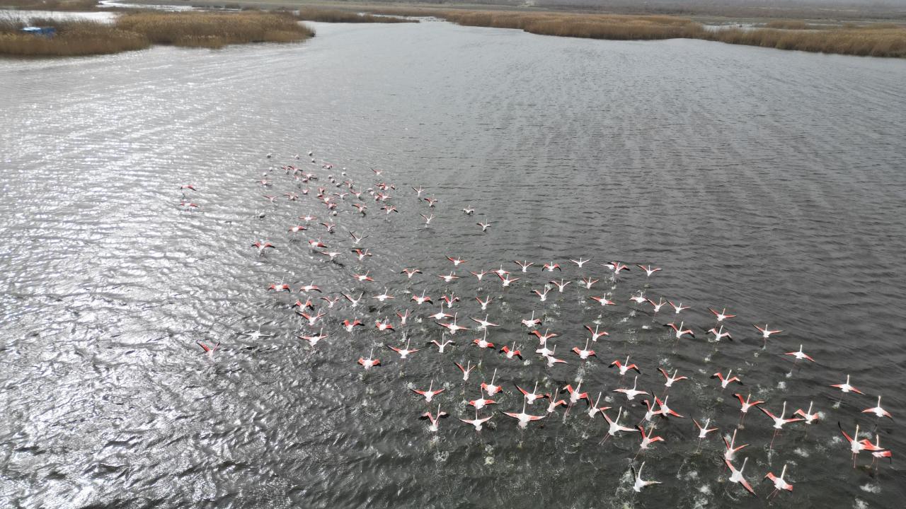 Eber Gölü'ndeki flamingolar görsel şölen sundu