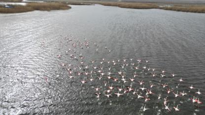 Eber Gölü'ndeki flamingolar görsel şölen sundu