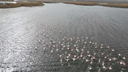 Eber Gölü'ndeki flamingolar görsel şölen sundu
