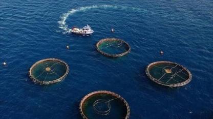 Karadeniz’in Su Ürünleri İhracatı Ocak’ta yüzde 46 Arttı