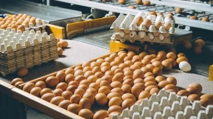 Küçük Yumurta Üreticilerine Müjde: Haftalık Satış Limiti 2.100’e Çıkarıldı